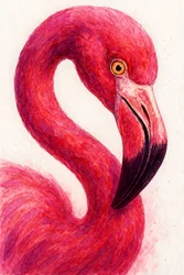 Élégant Flamant rose