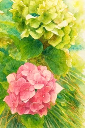 Hortensias roses et verts