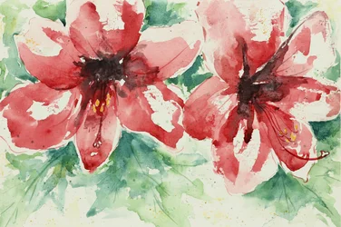 Fleurs d