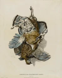 Gibier à plumes d