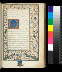 Ms 336. Salluste, Catilina et Jugurtha, f. 1r. Bordure entièrement enluminée avec des paons, des lapins, des perruches vertes et une colombe