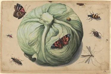 Tête de Chou avec Insectes