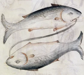 Sloane 3983 Dessin de Poissons, d