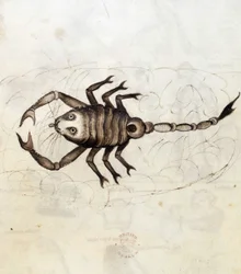 Le signe du zodiaque Scorpion