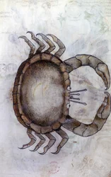 Sloane 3983 f.14v, Un crabe, signe du zodiaque pour le Cancer