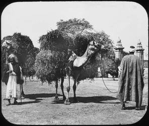 Chameaux transportant du fourrage, Égypte, vers 1890