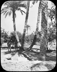 Jardin du général Gordon, Khartoum, Soudan, vers 1890