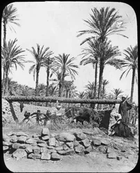 Roue à eau, Égypte, vers 1890