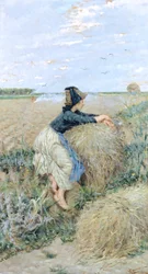 Herbe de blé à Tombolo