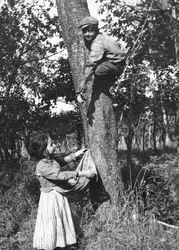 Un petit garçon sur un arbre fruitier cueille des fruits pour une petite fille, Molise