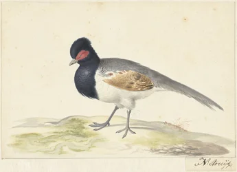 Oiseau aux plumes caudales grises, à la tête noire avec une tache rouge, tourné vers la gauche
