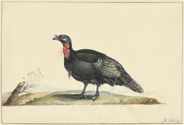Oiseau avec des plumes noires et une gorge rouge, debout, vers la gauche
