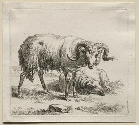 Animalia : Bélier et moutons