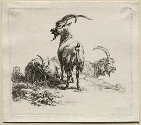 Animalia : Trois chèvres