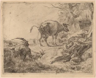 Vache urinant