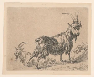 Deux chèvres, de "Animalia" de Berchem [Animalia ad vivum delineata et aqua forti aeri impressa Studio et Arte Nicolai Berchem]