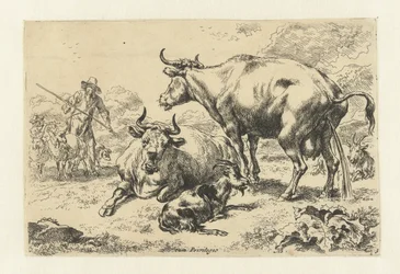 Vache couchée et vache urinant