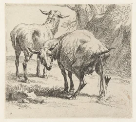 Brebis urinant et un mouton