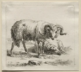 Bélier et mouton