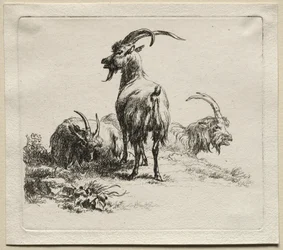 Trois chèvres