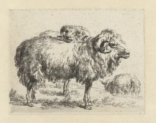 Deux béliers et un mouton