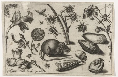 Fleurs, une souris, insectes et une moule