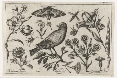 Fleurs, insectes, paon-de-nuit et un corbeau. Oiseaux, fleurs, insectes, etc.