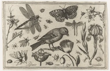 Fleurs, libellule et oiseau (Oiseaux, fleurs, insectes, etc.)