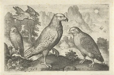 Aigle et autres rapaces (Vogels en insecten)
