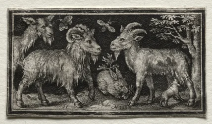 Chèvres et lièvre