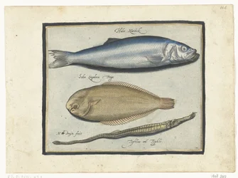 Hareng, sole et aiguille de mer