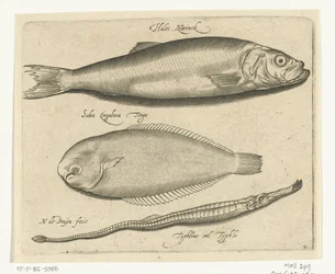 Hareng, sole et aiguille de mer