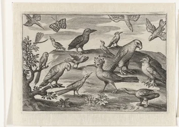 Huppe et autres oiseaux