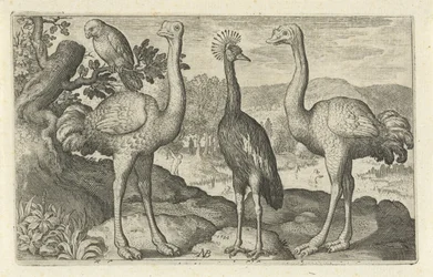 Grue couronnée entre deux autruches. Oiseaux et insectes