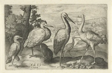 Cigogne, grue, héron et spatule (Oiseaux et insectes)