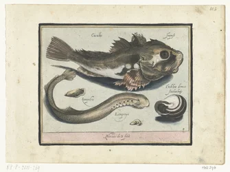 Poon, lamproie et coquille (Libelivs varia Genera piscium complectens)