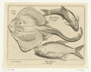 Raie, brème et poisson blanc