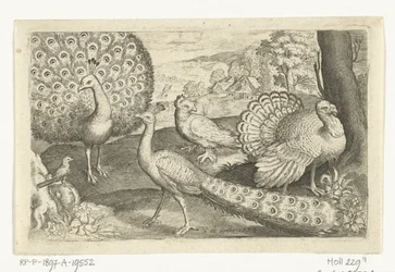 Deux paons et un dindon - Oiseaux et insectes (titre de la série)