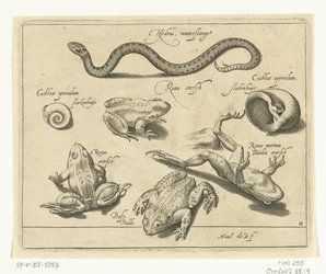 Serpent d