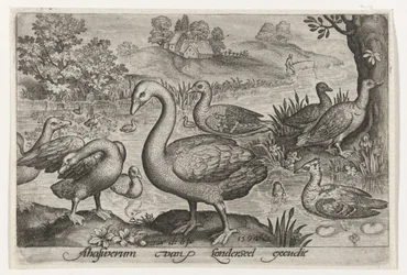 Cygne et oies et canards près de l