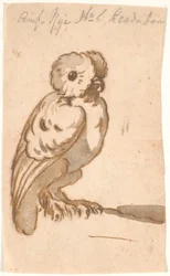 Un hibou