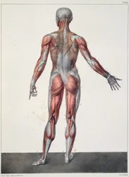 Anatomie du corps humain, tirée du « Traité Complet d