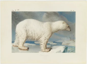 Ours polaire, 1796