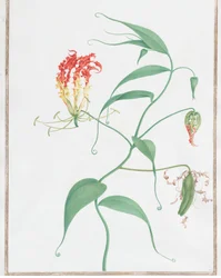Gloriosa Superba Lys Grimpant, vers 1660