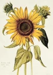 Helianthus Annuus (Tournesol) no.71 de 