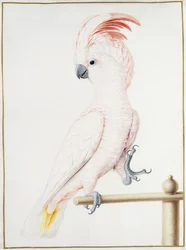 Cacatoès de Major Mitchell