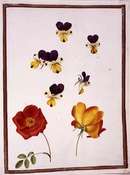 Six têtes de pensées et deux Rosa Foetida (Austrian Briar)