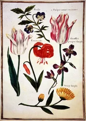 PD.109-1973.f31 Deux tulipes 