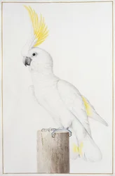 Cacatoès à huppe jaune