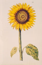 Tournesol ou Hélianthe, de 